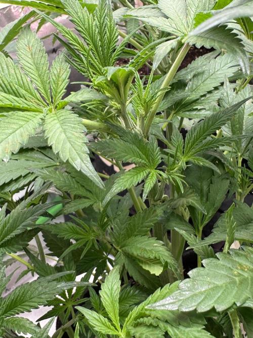 BananaPurplePunchRF3🍌💜👊🏾. Week 5