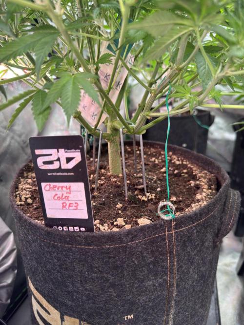 Cherry Cola RF3. Week 5