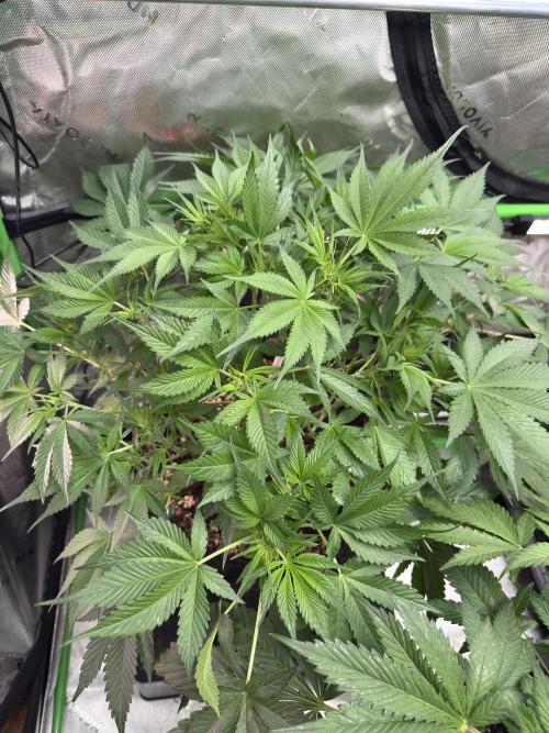 Cherry Cola RF3. Week 5