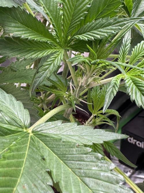 Cherry Cola RF3. Week 5