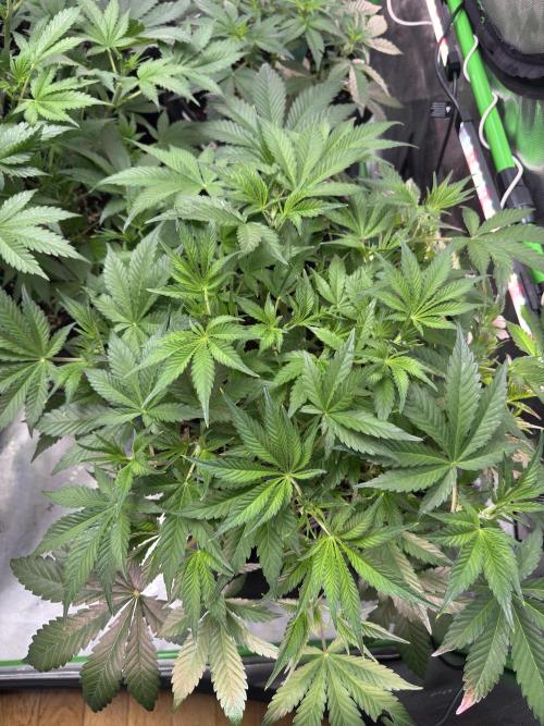 Guava RF3 🍈. Week 5