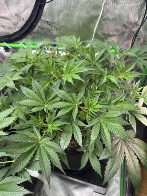 Guava RF3 🍈. Week 5