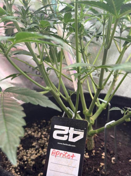 Apricot 🍑. Week 5