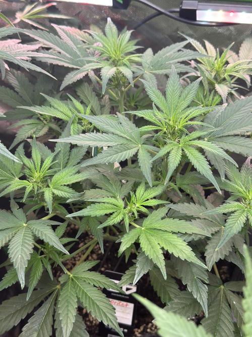 Apricot 🍑. Week 5