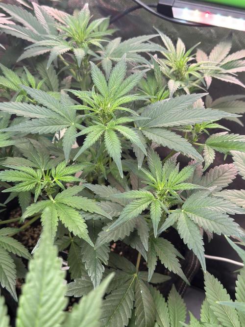 Apricot 🍑. Week 5
