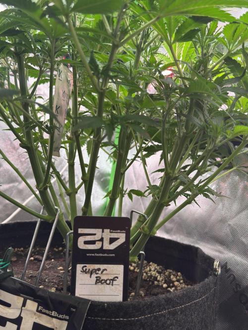 Super Boof 420 💥. Week 6