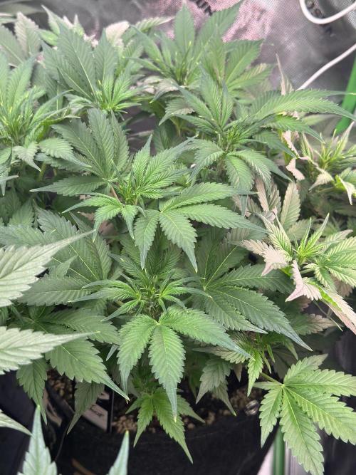 Super Boof 420 💥. Week 6