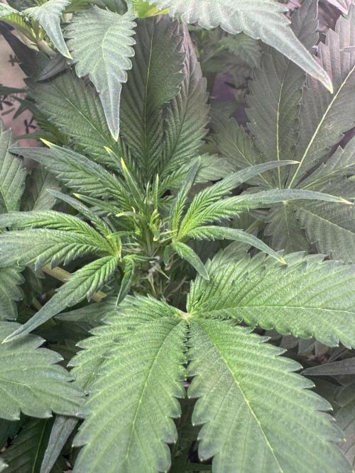Super Boof Auto. Week 6
