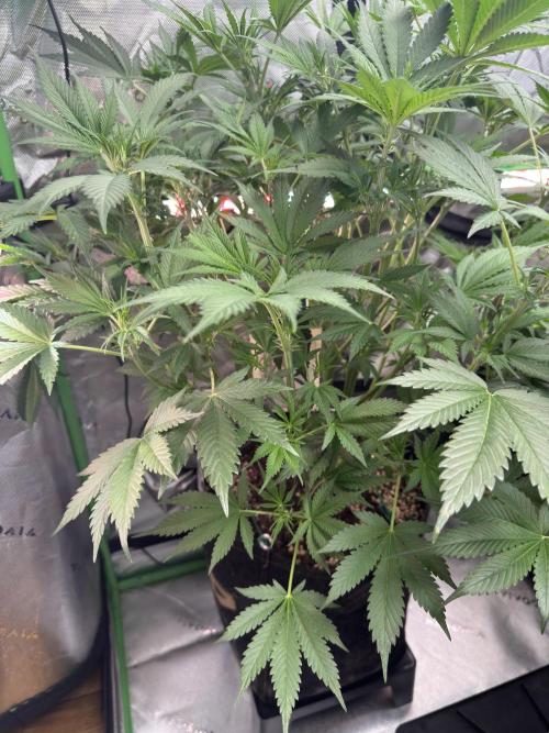 BananaPurplePunchRF3🍌💜👊🏾. Week 6