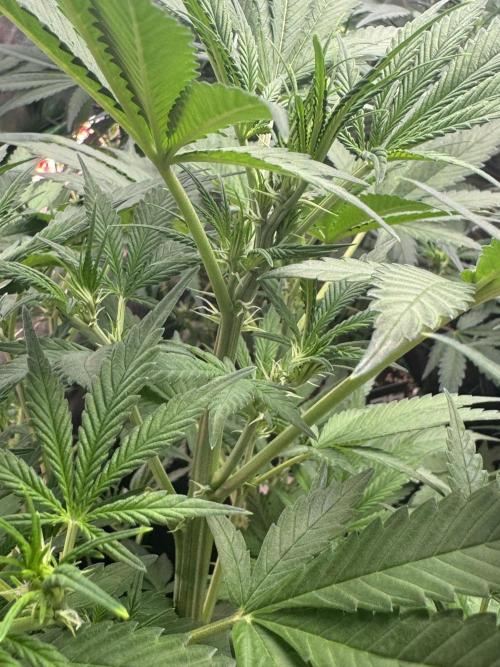 BananaPurplePunchRF3🍌💜👊🏾. Week 6