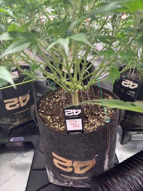 Cherry Cola RF3 🍒🥤. Week 6