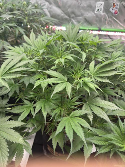 Cherry Cola RF3 🍒🥤. Week 6
