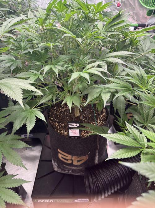 Cherry Cola RF3 🍒🥤. Week 6