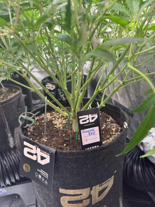 Guava RF3 🍈. Week 6