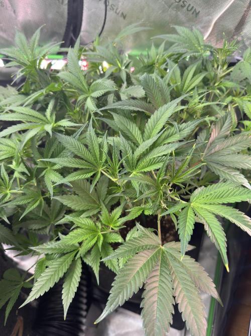 Guava RF3 🍈. Week 6