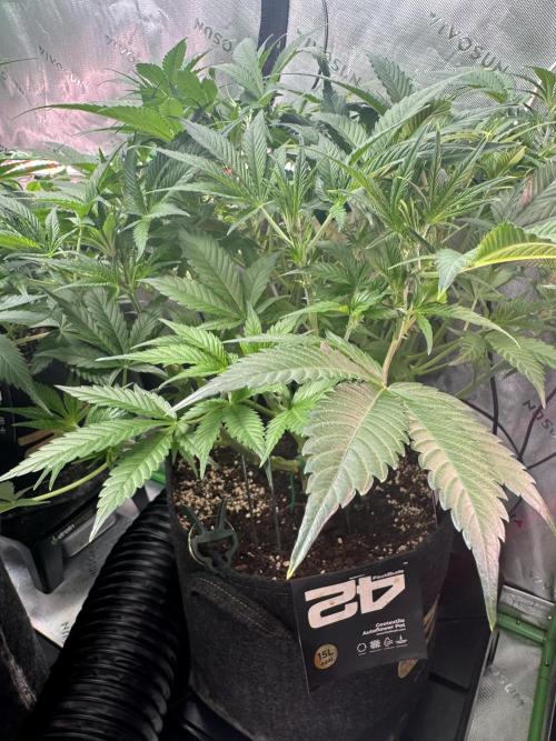 Guava RF3 🍈. Week 6
