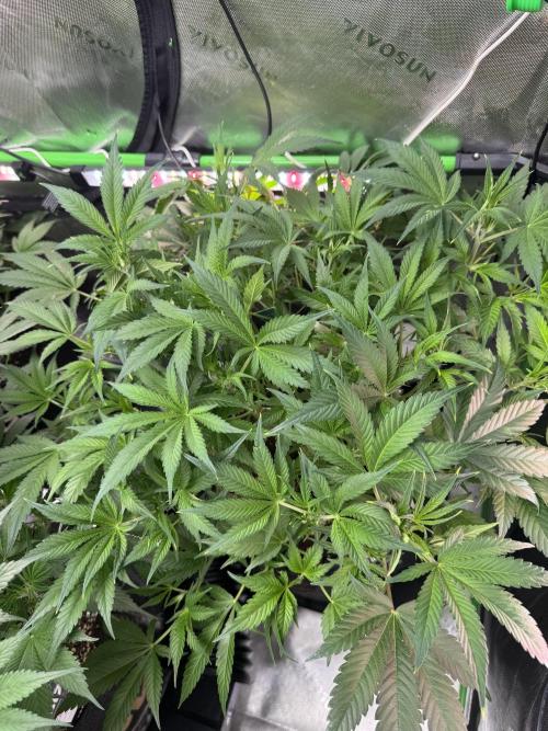 Guava RF3 🍈. Week 6