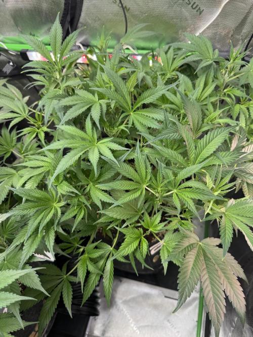 Guava RF3 🍈. Week 6