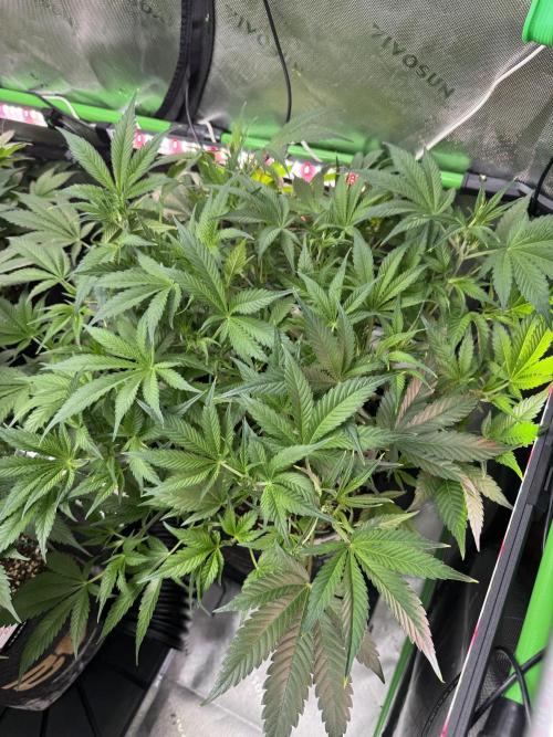 Guava RF3 🍈. Week 6