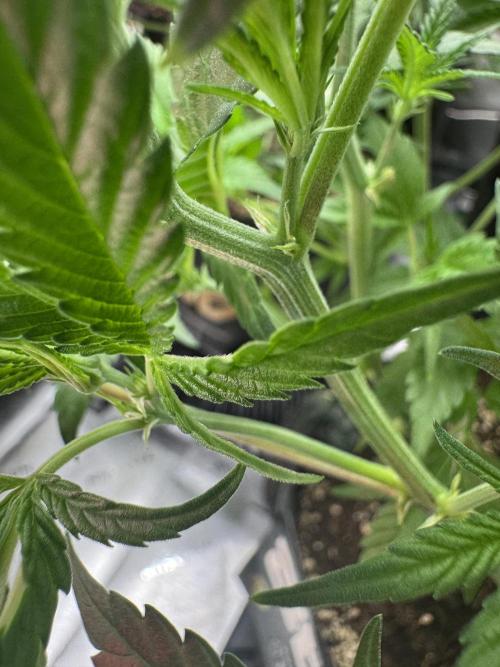 Guava RF3 🍈. Week 6