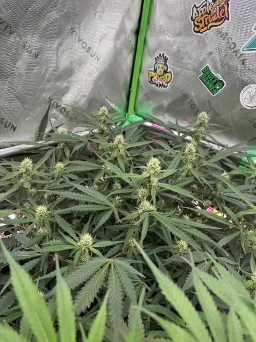 Frostbanger ❄️👊🏾. Week 7