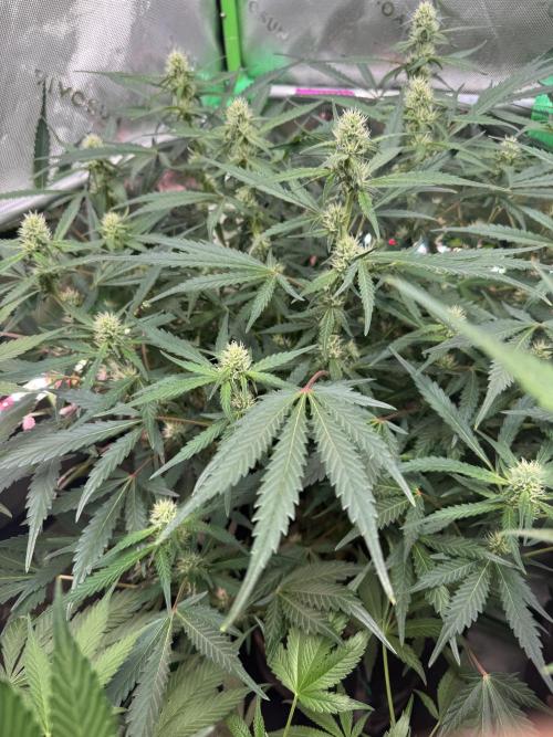 Frostbanger ❄️👊🏾. Week 7