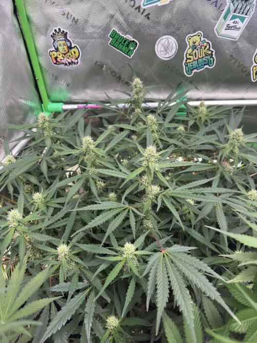 Frostbanger ❄️👊🏾. Week 7