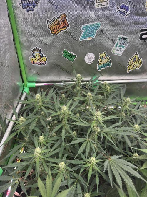 Frostbanger ❄️👊🏾. Week 7