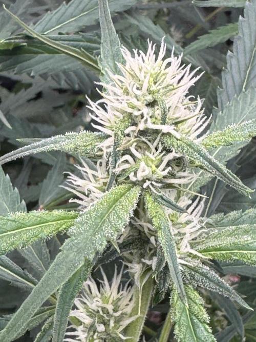Frostbanger ❄️👊🏾. Week 7