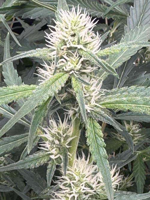 Frostbanger ❄️👊🏾. Week 7