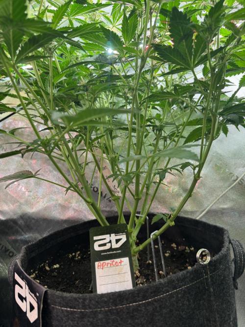 Apricot 🍑. Week 6