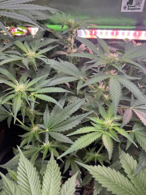 Apricot 🍑. Week 6