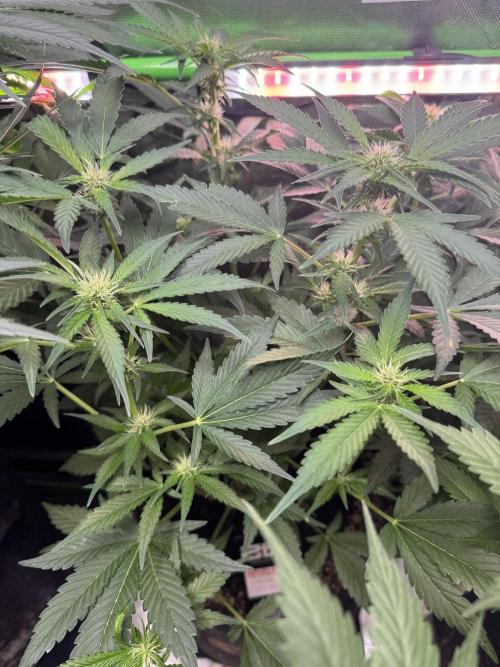 Apricot 🍑. Week 6