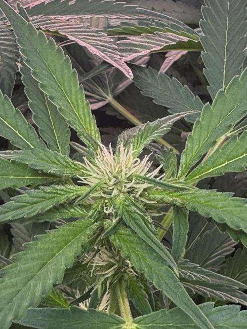 Apricot 🍑. Week 6