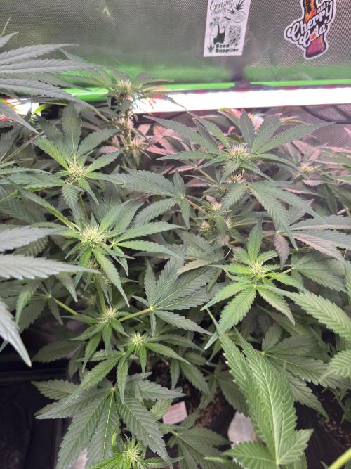 Apricot 🍑. Week 6