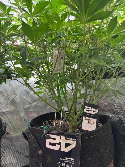 Super Boof 420 💥. Week 7
