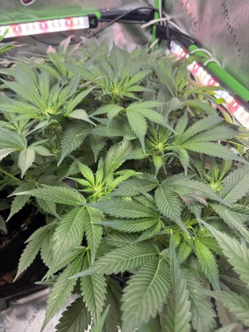 Super Boof 420 💥. Week 7