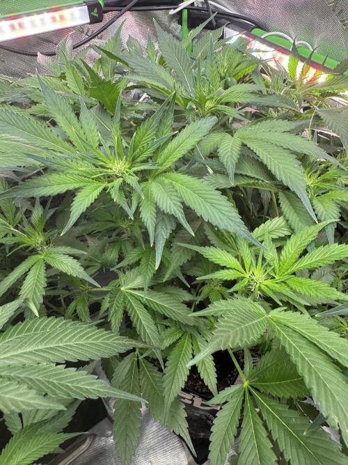 Super Boof 420 💥. Week 7