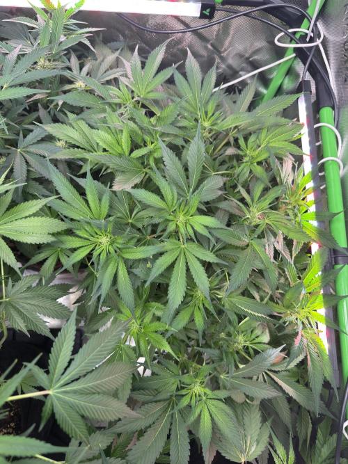 Super Boof 420 💥. Week 7