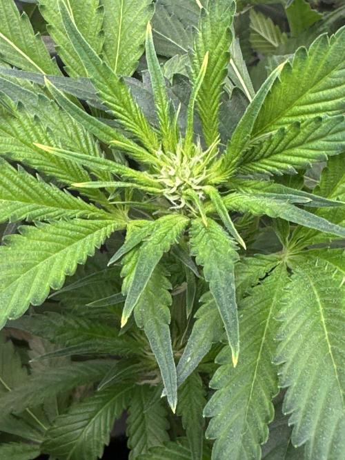 Super Boof 420 💥. Week 7