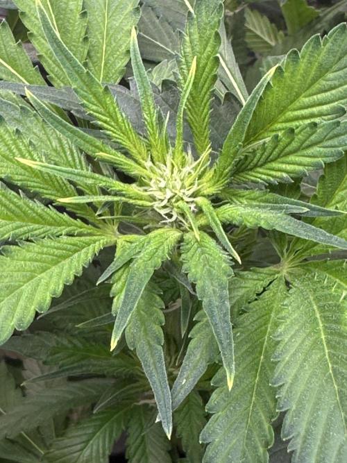 Super Boof Auto. Week 7