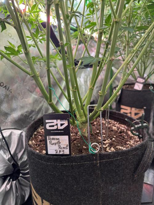 BananaPurplePunchRF3🍌💜👊🏾. Week 7