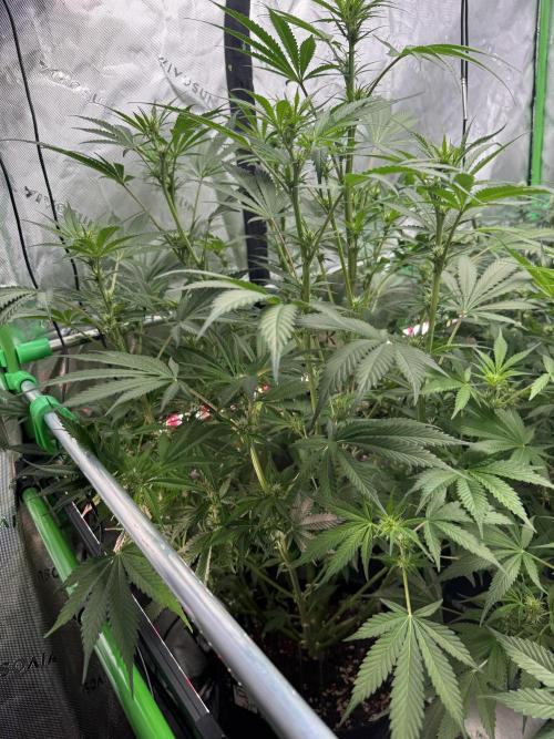 BananaPurplePunchRF3🍌💜👊🏾. Week 7