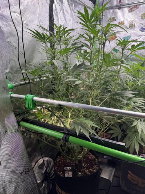 BananaPurplePunchRF3🍌💜👊🏾. Week 7