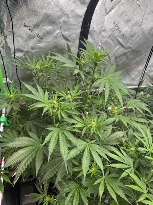BananaPurplePunchRF3🍌💜👊🏾. Week 7