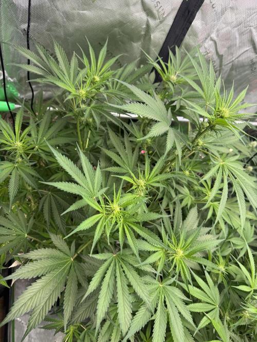 BananaPurplePunchRF3🍌💜👊🏾. Week 7