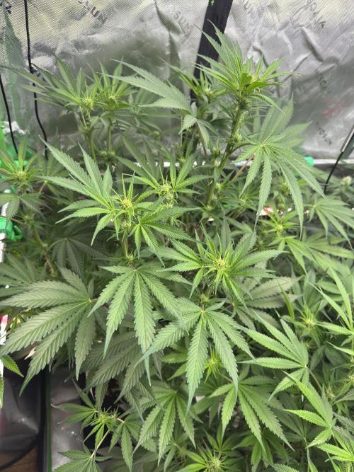 BananaPurplePunchRF3🍌💜👊🏾. Week 7