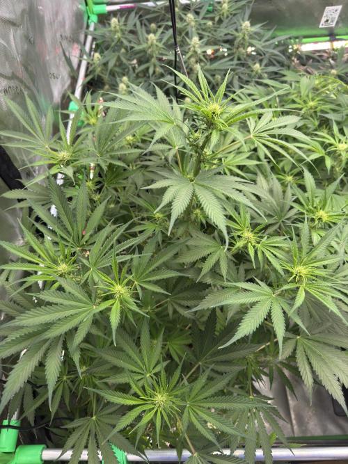 BananaPurplePunchRF3🍌💜👊🏾. Week 7
