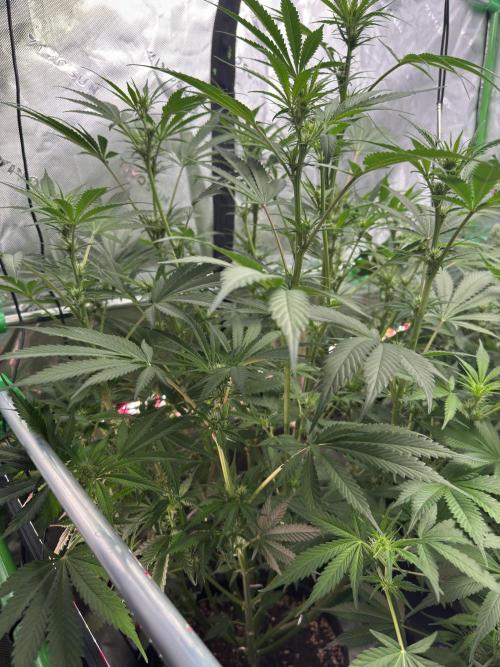 BananaPurplePunchRF3🍌💜👊🏾. Week 7