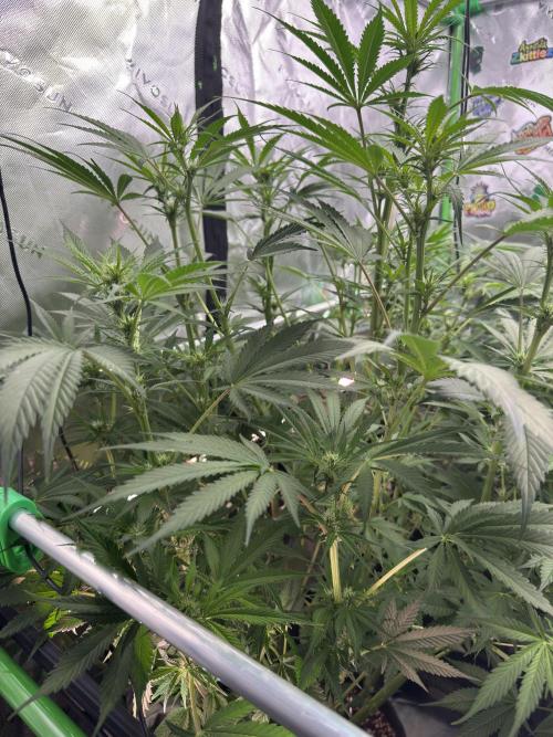 BananaPurplePunchRF3🍌💜👊🏾. Week 7